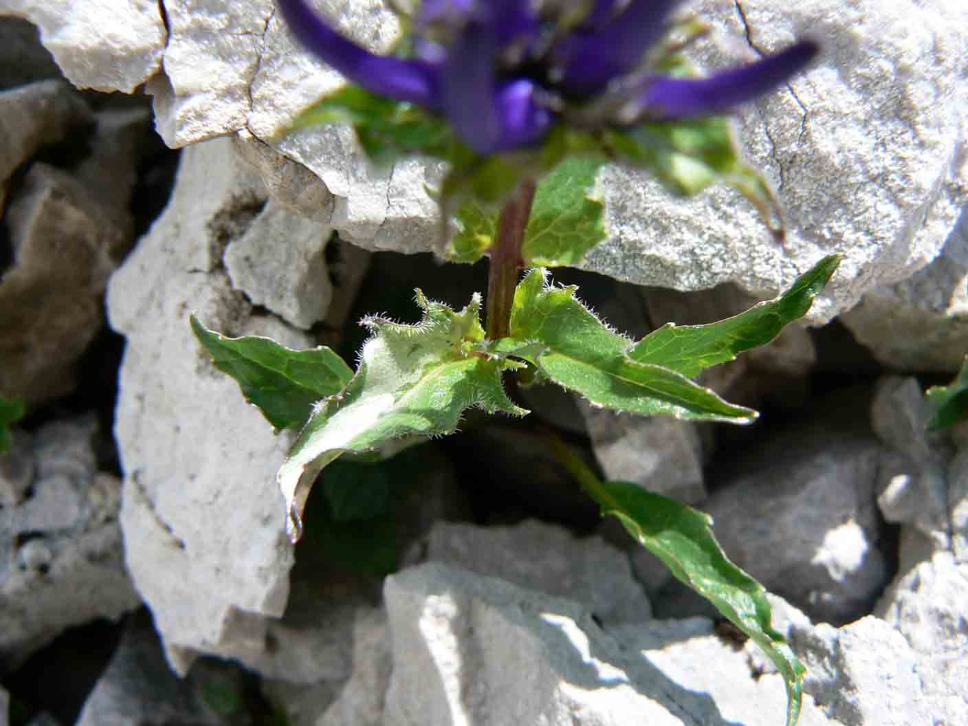 Phyteuma sieberi / Raponzolo di Sieber